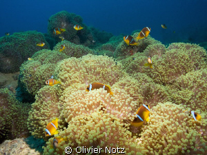 Anemone city outside El Quseir by Olivier Notz 